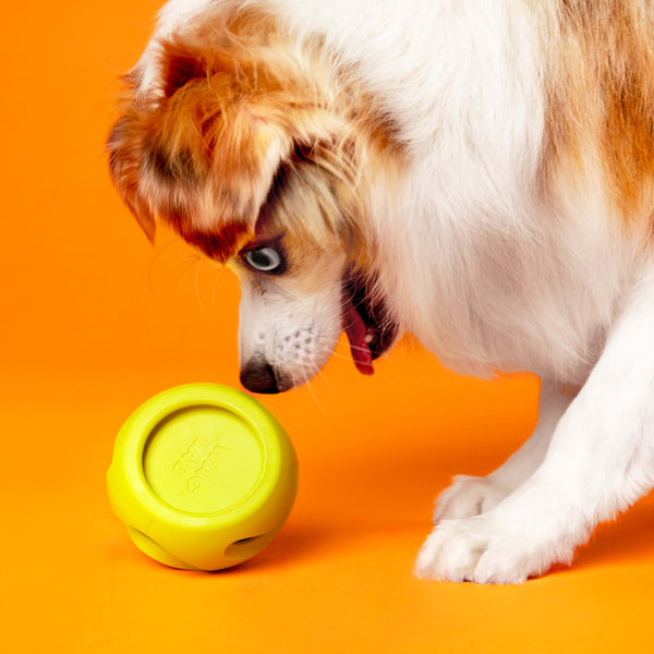 Dog playing with The Boomerang module from Waglab