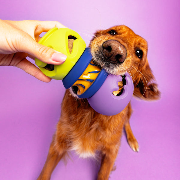 Dog playing with The Starter Stack dog toy