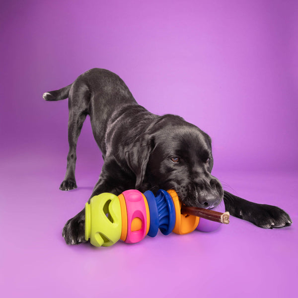Dog playing playing with a WagLab interactive dog enrichment toy